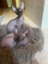 Sphynx