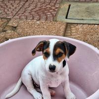 Cuccioli Jack Russell