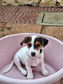 Cuccioli Jack Russell