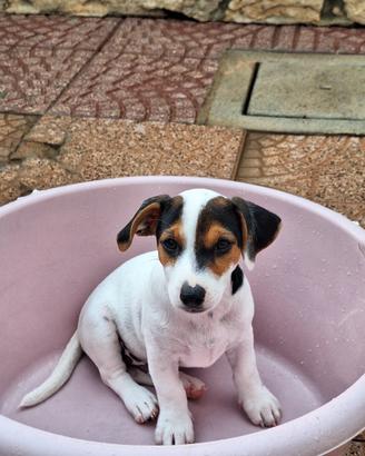 Cuccioli Jack Russell