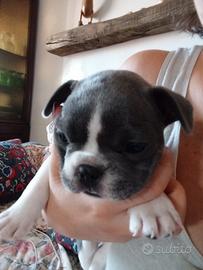 Bulldog francese