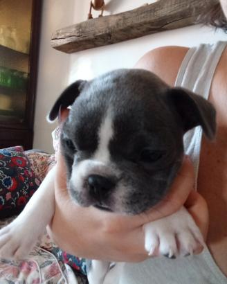 Bulldog francese