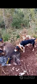 Segugio tricolore jugoslavo per cinghiale