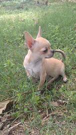 Chihuahua maschio