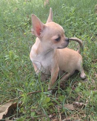 Chihuahua maschio