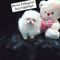 Spitz Pomerania bianca/ Pedigree Enci