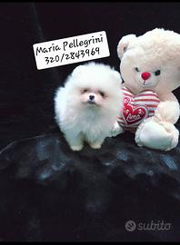 Spitz Pomerania bianca/ Pedigree Enci