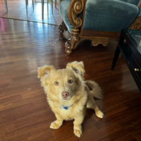 Meticcio taglia piccola