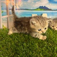 British shorthair