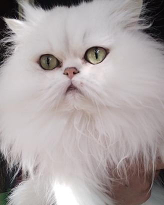 Gatti persiani chinchilla