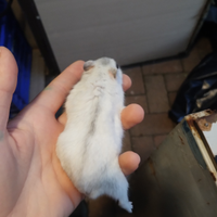 Criceto maschio affettuoso