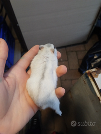 Criceto maschio affettuoso