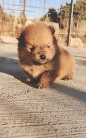 Cucciolo Spitz di Pomerania