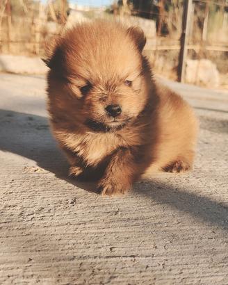Cucciolo Spitz di Pomerania