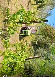 Cingolo Toselli 1968