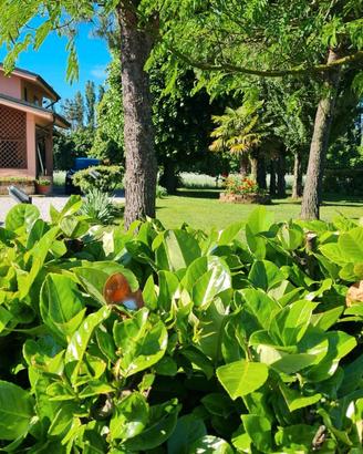 Villa singola con ampio giardino