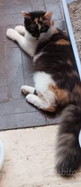 Gattini Maine coon