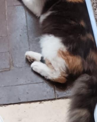 Gattini Maine coon