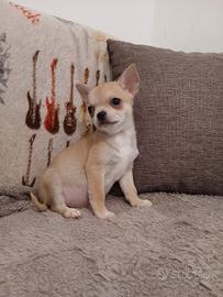 Cuccioli di Chihuahua