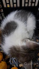 Gatto di due mesi