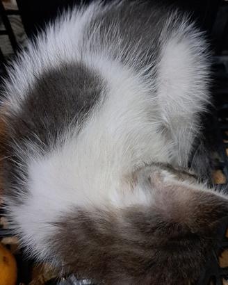 Gatto di due mesi