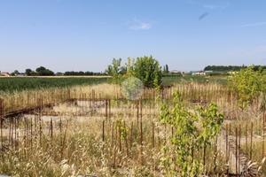 TER. RESIDENZIALE A BERTINORO