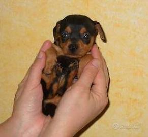 Pinscher Cuccioli ultimi rimasti