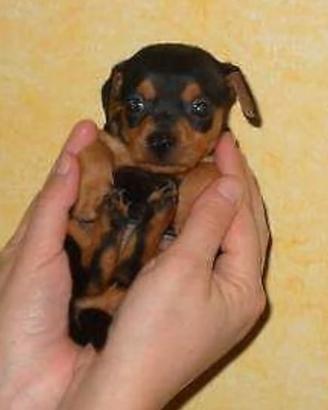 Pinscher Cuccioli ultimi rimasti