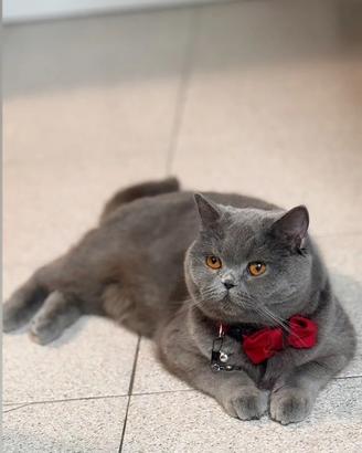 British shorthair blu