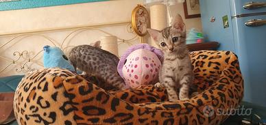 Gatti del bengala cuccioli