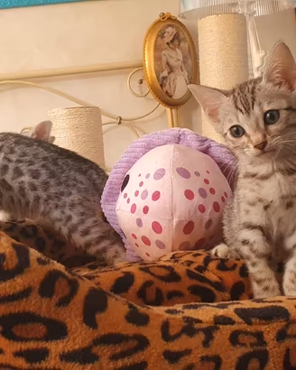 Gatti del bengala cuccioli