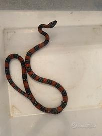 Lampropeltis Leonis