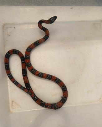 Lampropeltis Leonis