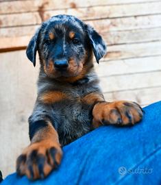 Cuccioli BEAUCERON arlecchino