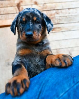 Cuccioli BEAUCERON arlecchino