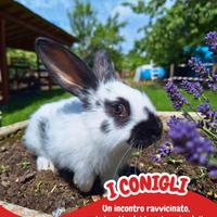 Coppia di coniglietti ariete o nani