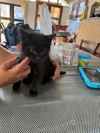 Gatto siberiano