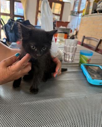 Gatto siberiano