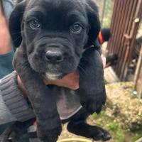 Cucciola cane corso puro - Provincia di Roma