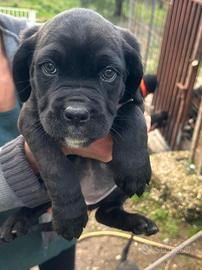 Cucciola cane corso puro - Provincia di Roma