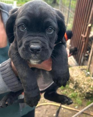 Cucciola cane corso puro - Provincia di Roma