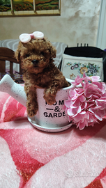 Barboncini toi e mini toi