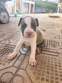 Cuccioli di amstaff