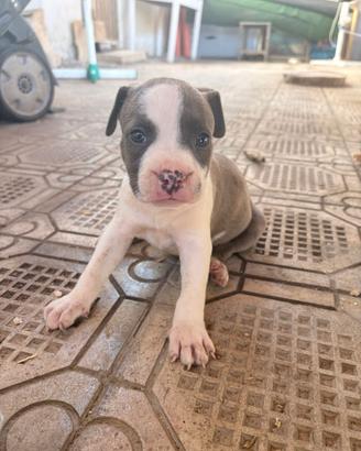 Cuccioli di amstaff