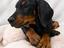 Immagine 4