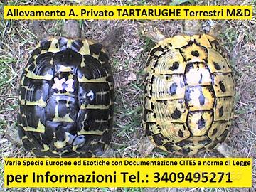 TARTARUGHE Terrestri - (Tutta ITALIA)