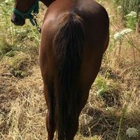 Pony welsh e puledro welsh