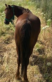 Pony welsh e puledro welsh