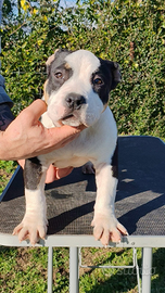 American bully pocket