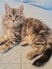 gattini siberiani 